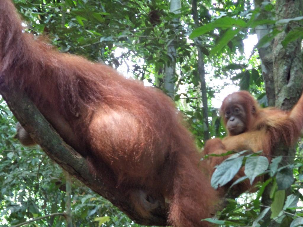 Ida Guest House & Jungle Trekking Bukit Lawang Exterior foto